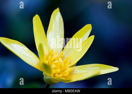 Gagea lutea close-up. Étoile jaune-de-Bethléem close-up. Jaune petite primrose, première saison printemps fleur, macro Banque D'Images