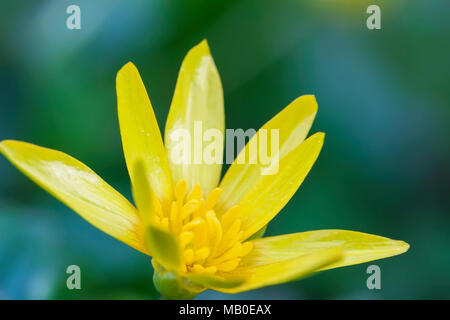 Gagea lutea. Fleurs de l'étoile jaune-de-Bethléem close-up, les premières fleurs de printemps, soft focus sélectif Banque D'Images