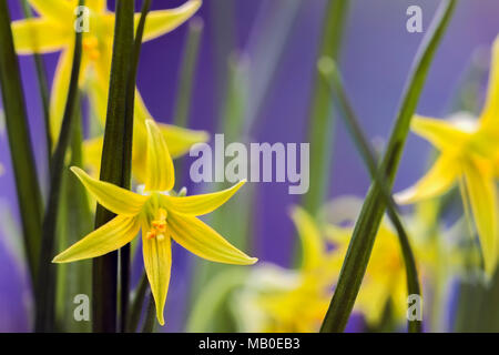 Fond de fleurs de printemps. Petite primrose jaune. Star-de-Bethléem close-up, selective focus Banque D'Images