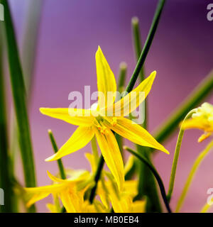 Gagea lutea. L'étoile jaune en fleurs-de-Bethléem close-up. Jaune primevère, petites fleurs de printemps, d'abord arrière-plan clair soleil Banque D'Images