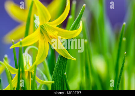 L'étoile jaune en fleurs-de-Bethléem, Gagea lutea. Macro. De fines herbes de printemps, fond herbeux Banque D'Images