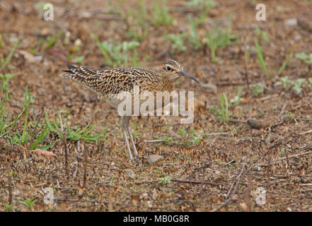 Peu de Courlis corlieu (Numenius minutus) adulte debout sur l'herbe brûlée Beidaihe, Hebei, Chine mai Banque D'Images