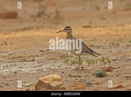 Peu de Courlis corlieu (Numenius minutus) des profils dans les vasières Beidaihe, Hebei, Chine mai Banque D'Images