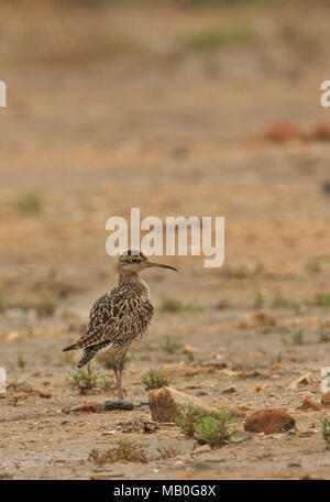 Peu de Courlis corlieu (Numenius minutus) des profils dans les vasières Beidaihe, Hebei, Chine mai Banque D'Images