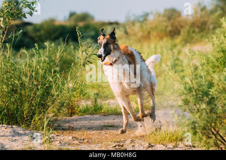 L'exécution des profils Russian Wolfhound Psovaya Borzaya Russkaja Lévrier de chasse Chien en journée ensoleillée Banque D'Images