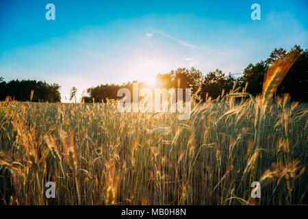 Soleil d'été sur le paysage agricole du champ de blé vert. Jeune blé vert dans l'aube au coucher du soleil. Le mois de juin. Banque D'Images