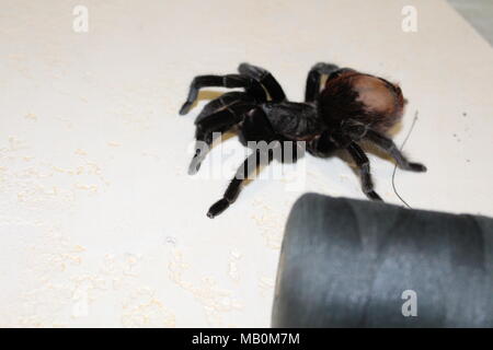 Spider, tarantula Banque D'Images