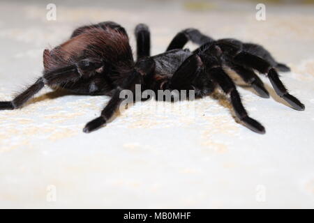 Spider, tarantula Banque D'Images
