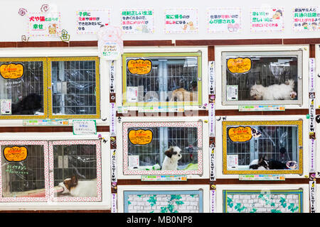 Le Japon, Hoshu, préfecture de Yamanashi, Kobuchizawa, supermarché Affichage des chiens Banque D'Images