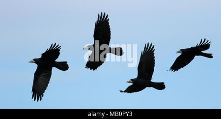 Rooks flying home à roost Banque D'Images