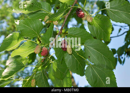 Morus alba fruits Banque D'Images