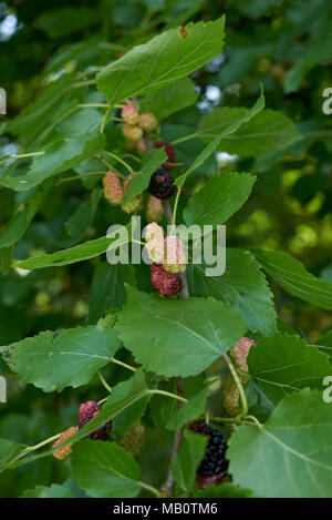 Morus alba fruits Banque D'Images