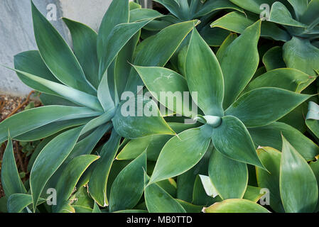 Agave attenuata Banque D'Images