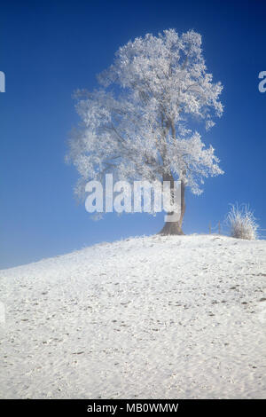 Ballenbühl, arbre, Emmental, paysages, la lumière de l'humeur, brouillard, neige, hiver, Suisse Banque D'Images