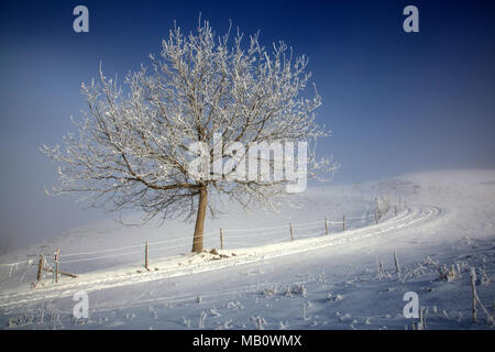 Ballenbühl, arbre, Emmental, paysages, la lumière de l'humeur, brouillard, neige, hiver, Suisse Banque D'Images