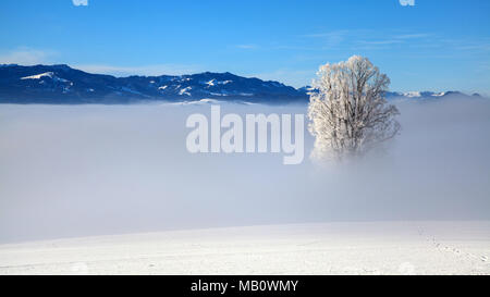 Ballenbühl, arbre, montagne, Emmental, paysages, la lumière de l'humeur, brouillard, neige, hiver, Suisse Banque D'Images