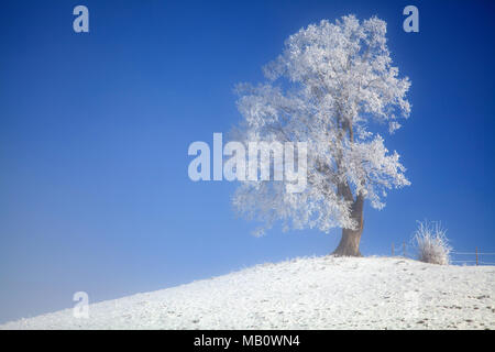 Ballenbühl, arbre, Emmental, paysages, la lumière de l'humeur, brouillard, neige, hiver, Suisse Banque D'Images