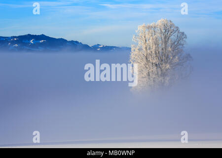 Ballenbühl, arbre, Emmental, paysages, la lumière de l'humeur, brouillard, neige, hiver, Suisse Banque D'Images