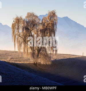 Ballenbühl, arbre, arbres, Emmental, Europe, paysages, brouillard, la Suisse, l'hiver Banque D'Images