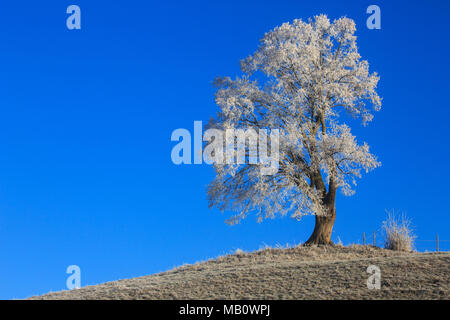 Ballenbühl, arbre, arbres, Emmental, Europe, froid, paysages, brouillard, la Suisse, l'hiver Banque D'Images