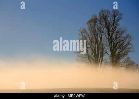 Ballenbühl, arbre, arbres, Emmental, Europe, paysages, brouillard, la Suisse, l'hiver Banque D'Images