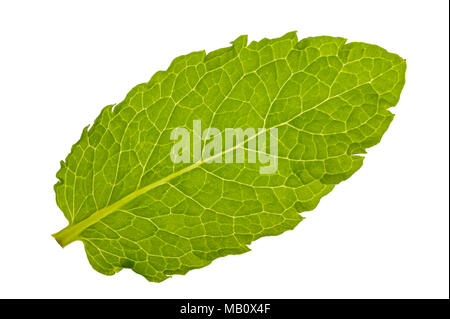 Une feuille de mélisse isolé sur fond blanc Banque D'Images