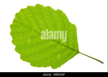 Une feuille d'aulne isolated over white background Banque D'Images