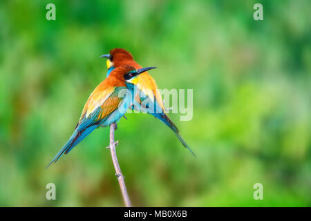 Paire d'oiseaux exotiques tropicaux colorés guêpiers Banque D'Images