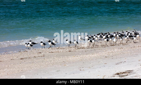 Troupeau de rire les mouettes, leucophaeus atricilla, debout sur la plage de l'île de Sanibel, Florida, USA Banque D'Images