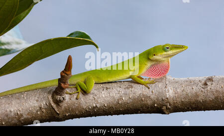 Anole vert lézard, dactyloidae avec perchoirs, fanon rose de site, Sanibel Island, Floride, USA Banque D'Images