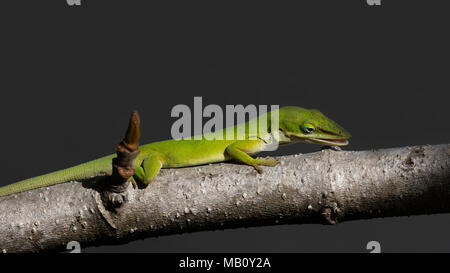 Anole vert lézard, dactyloidae, regarder un insecte, bachground gris, Sanibel Island, Floride, USA Banque D'Images