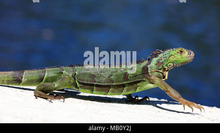 Iguane vert sur un sommet du mur, portrait, de l'eau dans l'arrière-plan, Sanibel Island, Floride, USA Banque D'Images