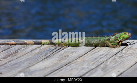 Iguane vert reposant sur la jetée, l'eau dans l'arrière-plan, Sanibel Island, Floride, USA Banque D'Images