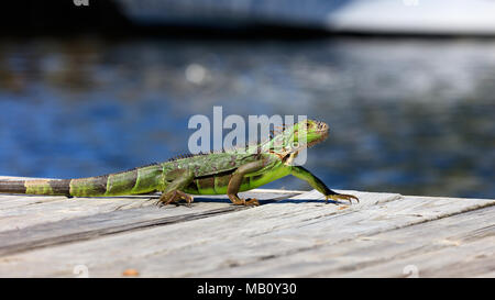 Iguane vert tournant sur la jetée, l'eau dans l'arrière-plan, Sanibel Island, Floride, USA Banque D'Images