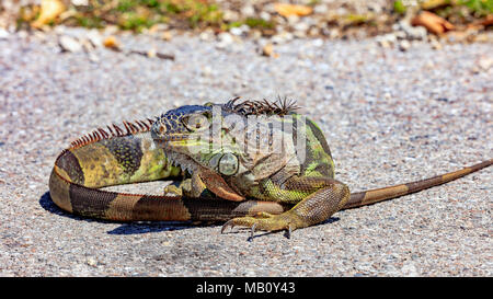 Iguana est enroulé sur la rue, Sanibel Island, Floride, USA Banque D'Images