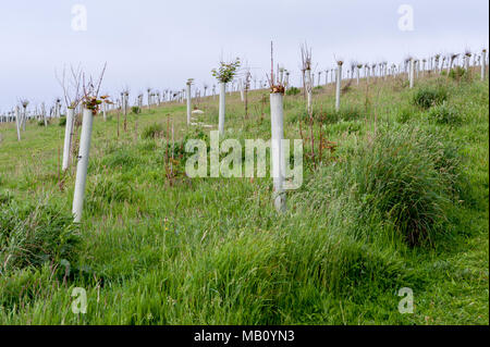 Gardes d'arbres en plastique sur les jeunes jeunes jeunes arbres dans un champ sur la côte de Cornouailles, péninsule de Roseland, Cornouailles, Royaume-Uni Banque D'Images