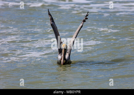 Pelican watchs vous et assis sur l'eau avec des ailes ouvertes, Florida, USA Banque D'Images