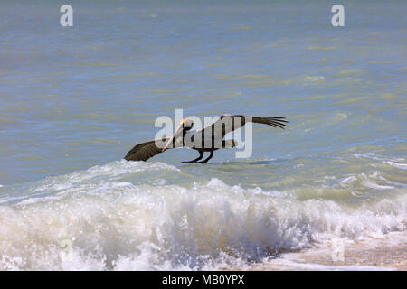 Pelican landing sur une grosse vague, Sanibel Island, Floride, USA Banque D'Images