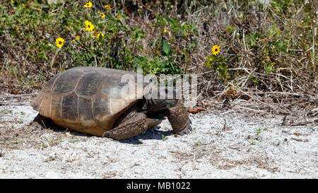 Turtle, gopher tortoise (Gopherus polyphemus) marche sur un chemin dans le soleil, les buissons en arrière-plan, Sanibel Island, Floride USA Banque D'Images