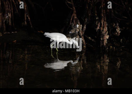 Héron blanc dans la forêt de mangrove, attraper un poisson très peu, Sanibel Island, Floride, USA Banque D'Images
