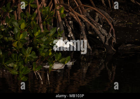 Héron blanc dans la forêt de mangrove, à la recherche d'un petit poisson, Sanibel Island, Floride, USA Banque D'Images