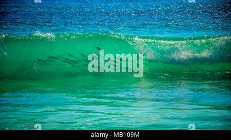 Un banc de poissons dans une vague de surf comme il casse juste à côté de la plage, Playa Del Carmen, péninsule du Yucatan, Mexique Banque D'Images