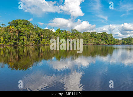 Paysage de la forêt tropicale à l'intérieur du parc national Yasuní avec son étonnante biodiversité par le fleuve Napo, Equateur, Amérique du Sud. Banque D'Images