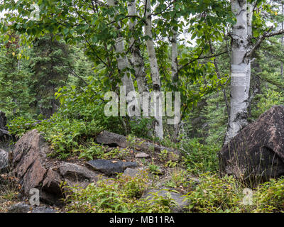 Pierres et arbres, promenade Spruce Bog, Algonquin Provincial Park, Ontario, Canada. Banque D'Images