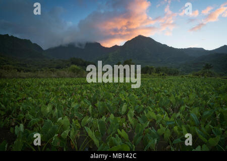 Coucher de soleil sur les montagnes luxuriantes et inondé les champs de taro dans la vallée d'Hanalei mystique sur l'île de Kauai. Banque D'Images