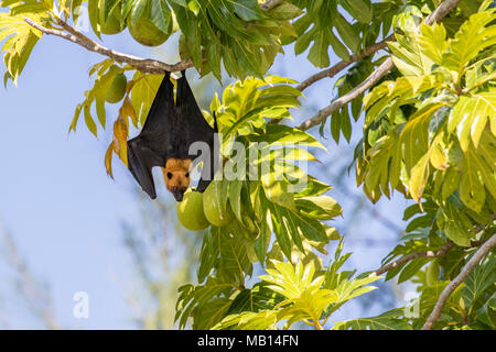 Roussette de Seychelles, Seychelles autrement connu sous le nom de Flying Fox (Pteropus seychellensis), dans l'arbre, l'île de Silhouette, Seychelles Banque D'Images