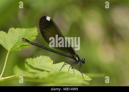 06014-00317 Ébène Jewelwing (Calopteryx maculata) femmes Washington CO. MO Banque D'Images