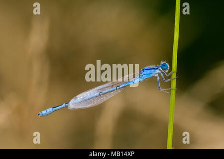 06105-00108 Bluet familiers (Enallagma civile) mâle demoiselle Marion Co. IL Banque D'Images