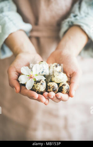 Vacances de Pâques, carte de vœux. Oeufs de caille couleur naturel en mains féminines avec de tendres printemps fleur fleur d'amandier et de plumes Banque D'Images