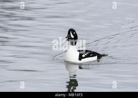 Homme natation Garrot d'Islande (Bucephala islandica) Banque D'Images